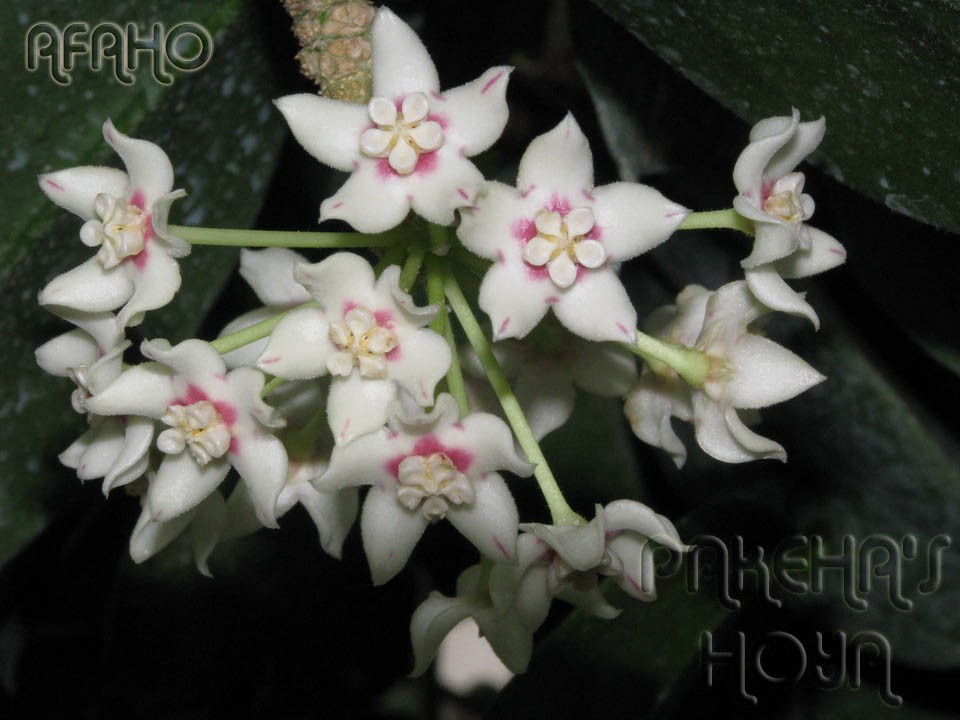 australis